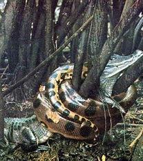 国产大蟒蛇小壮哥视频在线观看,惊险刺激的在线观看之旅