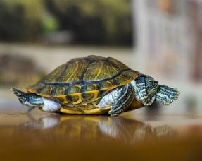 老乌龟国产原创在线