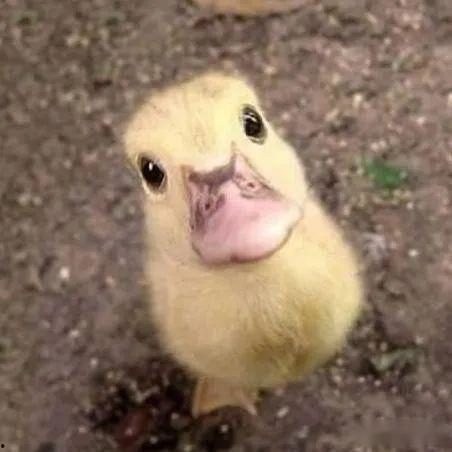 国产小鸭子短视频在线观看TV,在线观看TV，萌趣瞬间尽收眼底